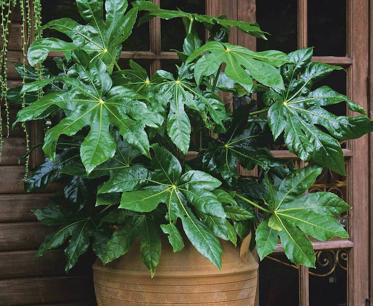 evergreen Fatsia japonica in a bot