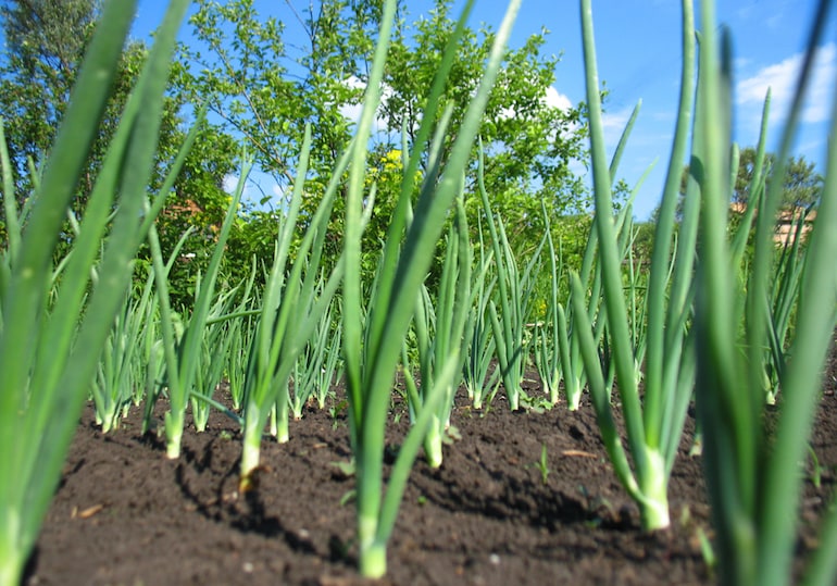 field of spring onions
