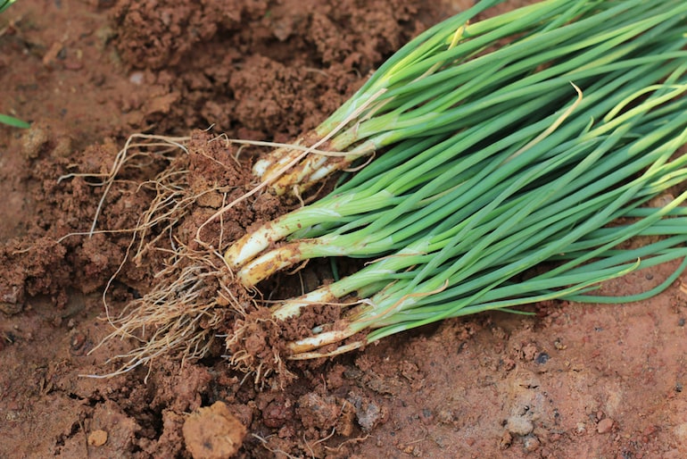 Freshly harvested spring onions