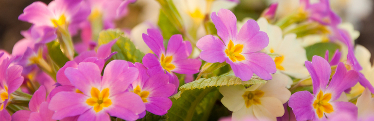 pink primrose with yellow centres - primroses are available to buy on Thompson & Morgan