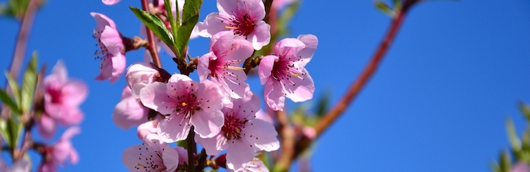 pink peach blossom flower against the blue sky