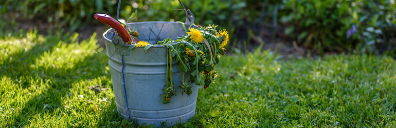 metal bucket full of dandelion weeds