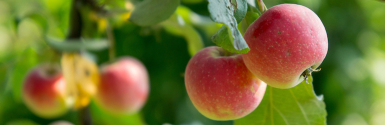 apple tree bearing fruit - apple trees and other fruits trees are available from Thompson & Morgan