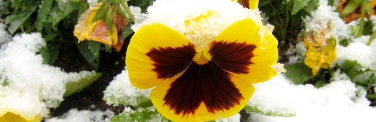 yellow pansy under snow - different pansy varieties are available from Thompson & Morgan