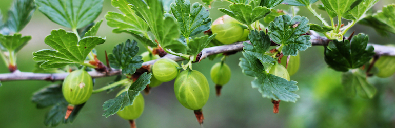 green gooseberry plants on a branch - gooseberries and other berry varieties are available from Thompson & Morgan
