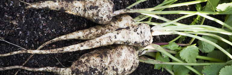 freshly dug parsnips lying on the ground - parsnips and other root veg are available from Thompson & Morgan