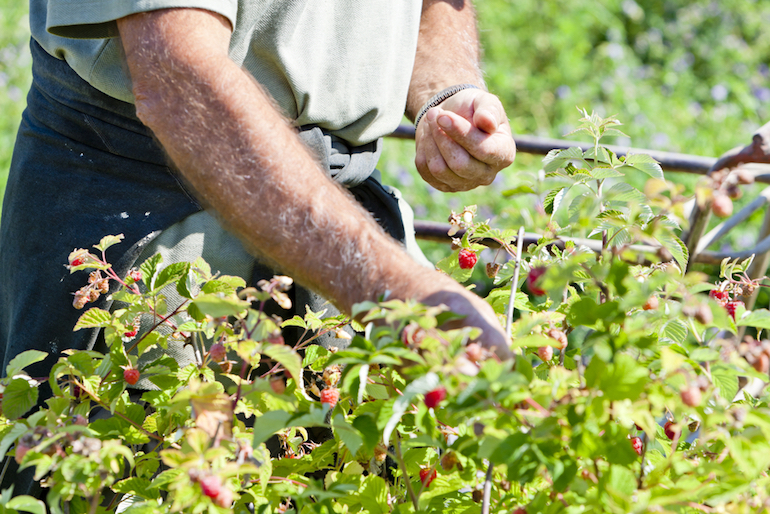 when to harvest raspberries