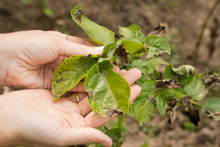 what does potato blight look like
