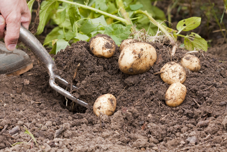 top tips to stop potato blight