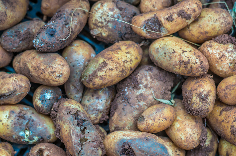 what is potato blight