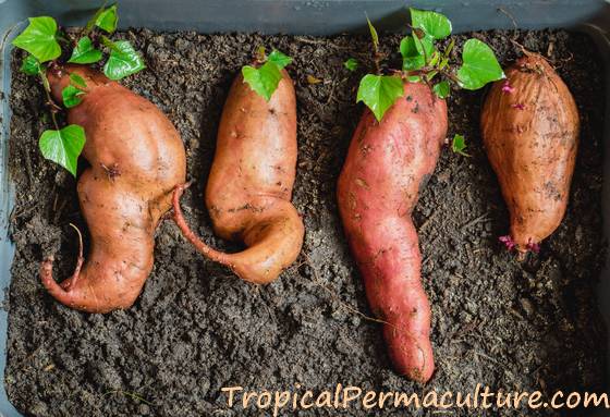 Sweet potatoes growing slips