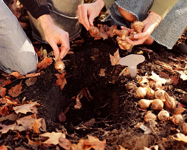 Почва и место для луковиц тюльпанов осенью