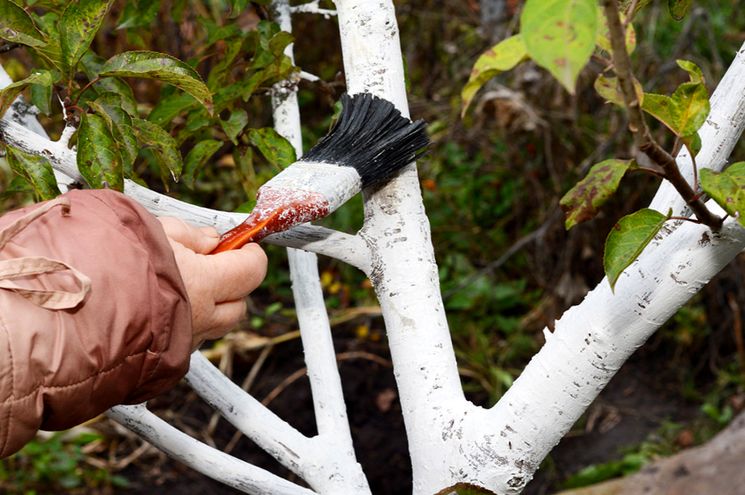 Чем белить деревья осенью - препараты для побелки