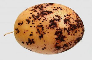 Черная парша на картофеле