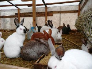 Выращивание кроликов в личных подсобных хозяйствах