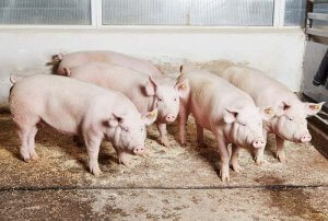 Ферма разведения свиней крупной белой породы