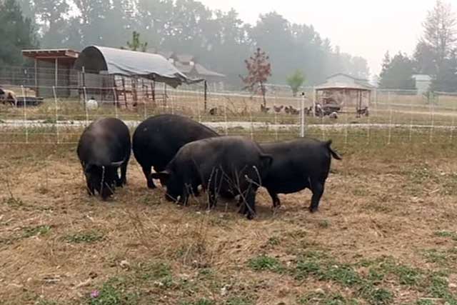 Вьетнамские вислобрюхие свиньи
