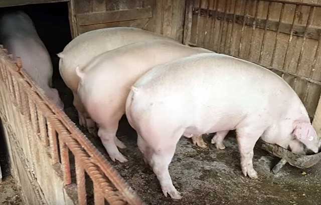 При желании можно правильно откормить и крупных белых свиней