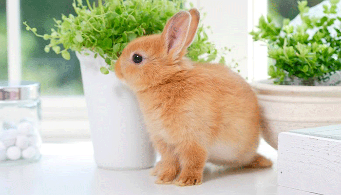 Декоративные кролики - подробный разбор содержания и ухода