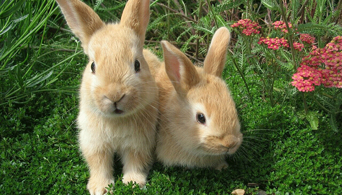 Декоративные кролики - подробный разбор содержания и ухода
